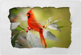 Poszterek 90x60 Madarak