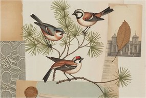 Fotótapéta Flizelina Nappali és Hálószoba Madarak collage 104x70 Ragasztó