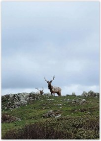 Poszterek 50x70 Szarvas felszarvazott