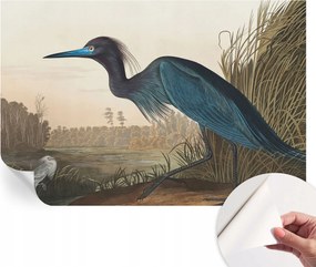 Fotótapéta Fali tapéta Hálószobába és Nappaliba Vízparti madarak 104x70 cm