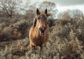 Poszter 100x70cm Ló a vadonban, Assaf Frank