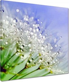 Vászonkép 50x50 Pitypang harmatcseppek