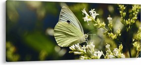 Pillangó képe (120x50 cm)
