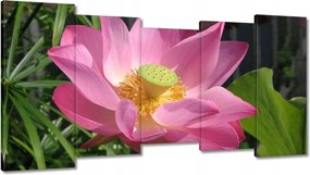 Vászonkép 150x80 Lótusz Lótuszvirág