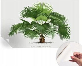 Dekoratív öntapadós fotótapéta Hálószobába Egzotikus pálmafa 416x254