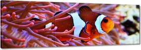 Vászonkép 150x50 Narancssárga hal Rafa