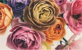 Dekoratív fotótapéta falra Könnyű összeszerelés Színes rózsák 416x254 Ragasztó