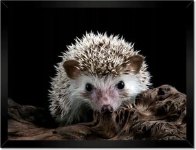 Poszterek keretben 40x30 Okos sündisznó az ágon