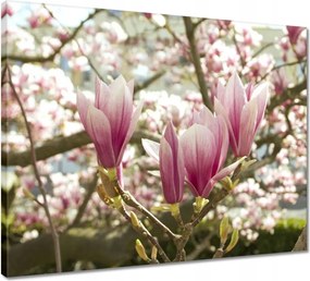 Vászonkép 50x40 Magnólia