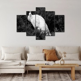 Kép - Páva, fekete-fehér (150x105 cm)