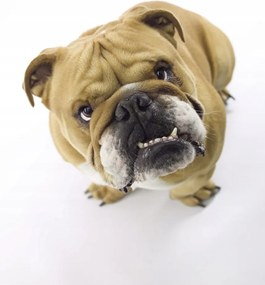 Poszter 50x70cm Brit bulldog fehér alapon 2, Assaf Frank
