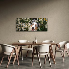 Kép - Ausztrál juhászkutya (120x50 cm)