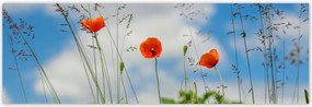 Poszterek 200x66 Piros mezei pipacs