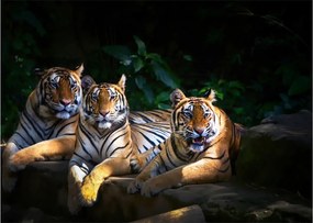 Kép - Tigris testvérek (üvegen) (70x50 cm)