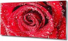 Fotó üvegkép Pitypang magok 100x70