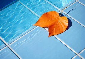 Poszter 66,5x46,5cm Levél a víz mellett