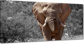 Vászonkép 180x90 A nagy elefánt