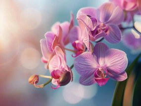 Vászonkép Canvas Virág Orchidea Természet Zen Természet 80x60