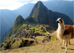 Kép - Láma és Machu Picchu (70x50 cm)
