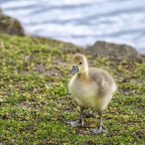 Poszter 50x50cm Gosling, Assaf Frank