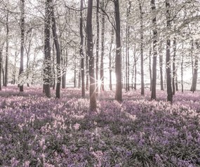 Poszter 60x50cm Bluebell erdő tavasszal naplementekor, Assaf Frank