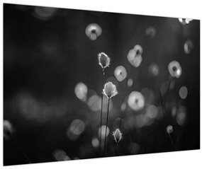 Kép - Pamutfű a réten (90x60 cm)