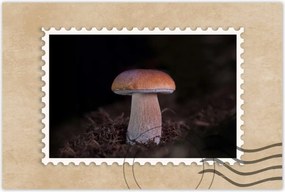 Poszterek 90x60 A gombák királya