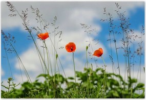 Poszterek 155x105 Piros mezei pipacs
