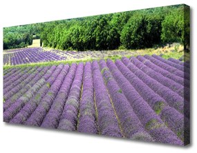 Vászonkép Mezei virágok természet Plant 100x50 cm