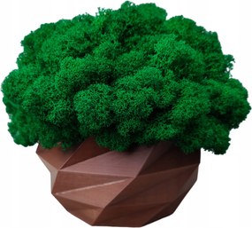 Moha kaspó Moha Chrobotek kaspóban barna 3d nyomtatás