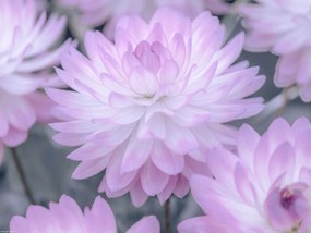 Poszter 40x30cm Dália virágok, Assaf Frank