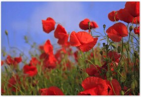 Poszterek 200x135 Pipacsok az égbolt hátterében