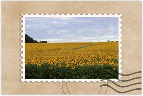 Poszterek 120x80 Napraforgó mező