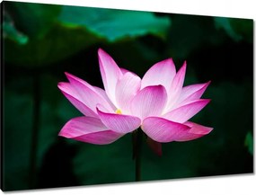 Vászonkép 90x60 Lótuszvirág