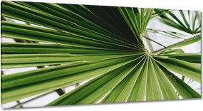 Vászonkép 115x55 Pálmalevél Levél