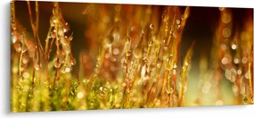 Kép - Harmat részlete (120x50 cm)