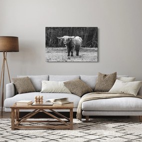 Kép - Skót tehén 3, fekete-fehér (90x60 cm)