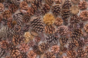 Poszter 30x20cm Fenyőtoboz, Assaf Frank