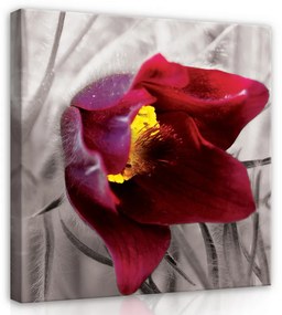 Tulipán, vászonkép 80x80 cm méretben