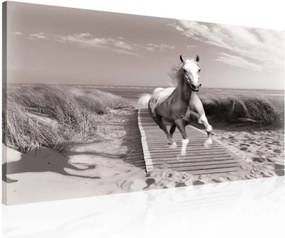 Vászonkép 100x75 Ló futás mozgás szabadság tengerpart tenger fekete-fehér természet dinamika