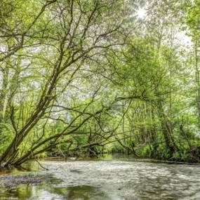 Poszter 20x20cm Tó az erdőben, Assaf Frank