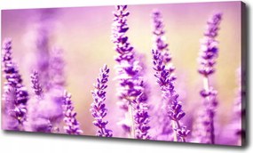 Canvas falikép Levendula 100x70 cm