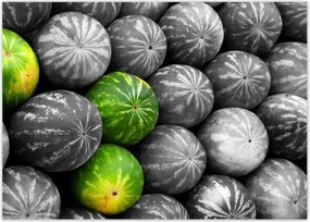 Poszterek 70x50 Három színes görögdinnye