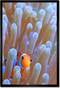 Poszterek keretben 40x60 Csodálatos tengeri világ