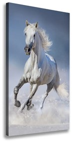 Vászonkép Fehér ló galopp ocv-95626475
