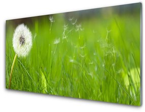 Akrilkép Dandelion Grass Plant 100x50 cm 4 fogas