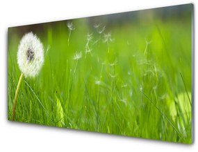 Akrilkép Dandelion Grass Plant 125x50 cm