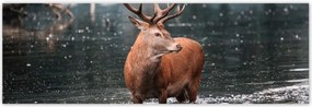 Poszterek 200x66 Szarvas felszarvazott