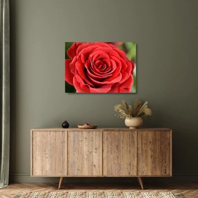 Egy rózsa virág képe (üvegen) (70x50 cm)