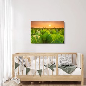 Kép - Mező (90x60 cm)